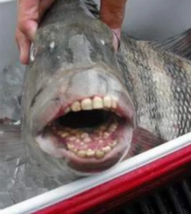 ugly real British teeth