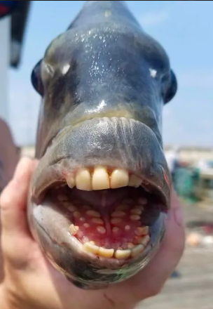 ugly real British teeth